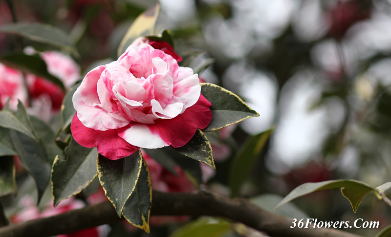 Camellia  flower and leaves