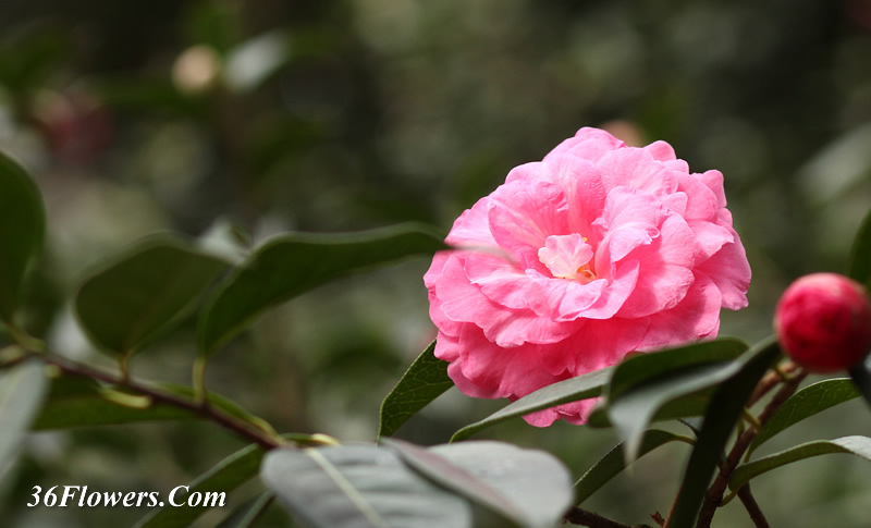 Camellia flower