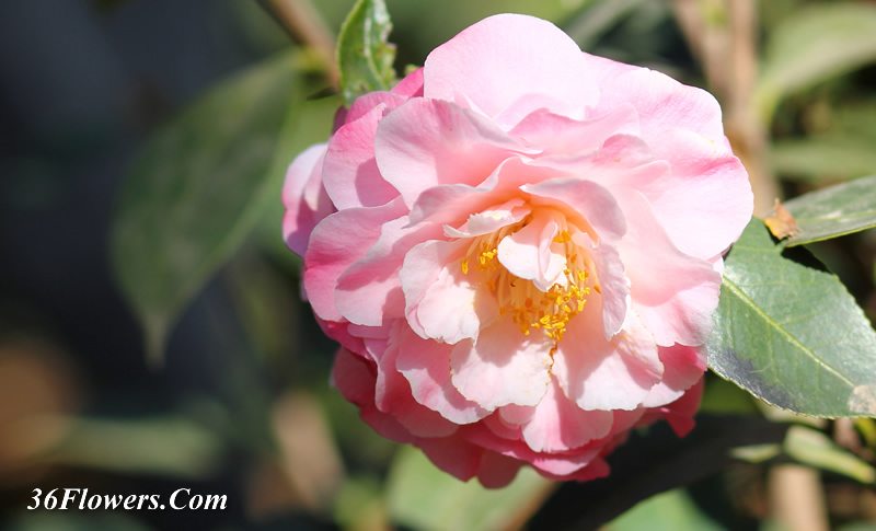 Pink Camellia