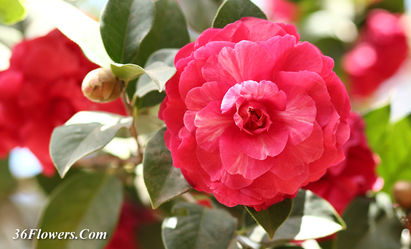 Red camellia flower