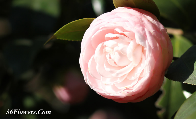 Pink camellia flower