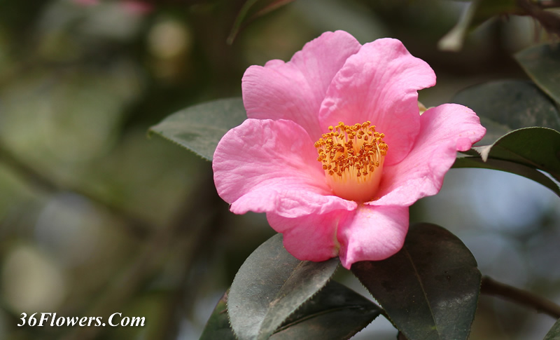 Camellia reticulata