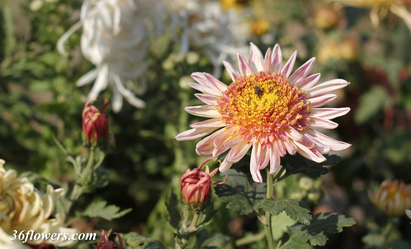 Chrysanthemum geaden