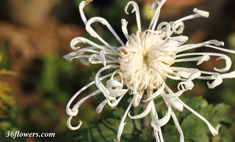 White chrysanthemum flower