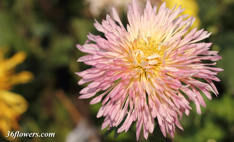 Chrysanthemums in full bloom