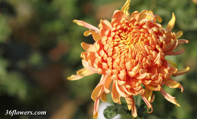 Beautiful chrysanthemum