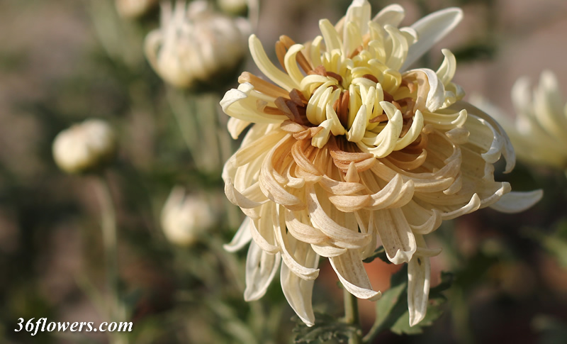 White and brown chrysanthemum