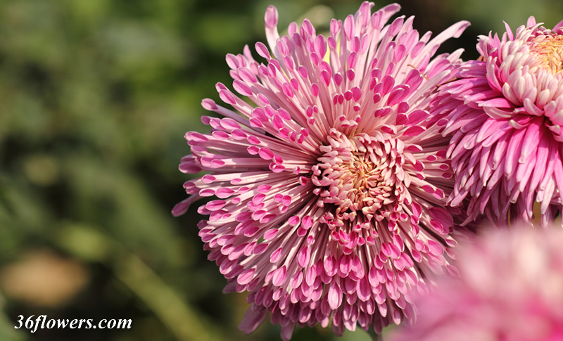Red chrysanthemum