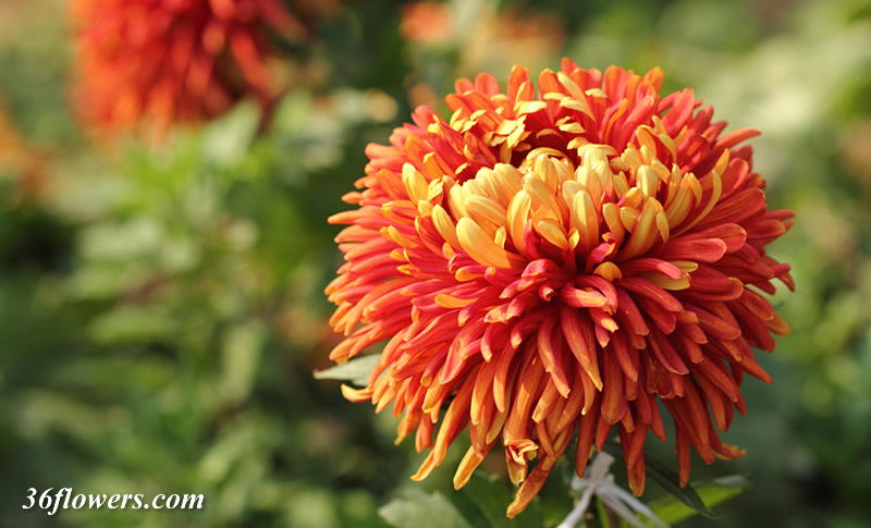 Single chrysanthemum flower