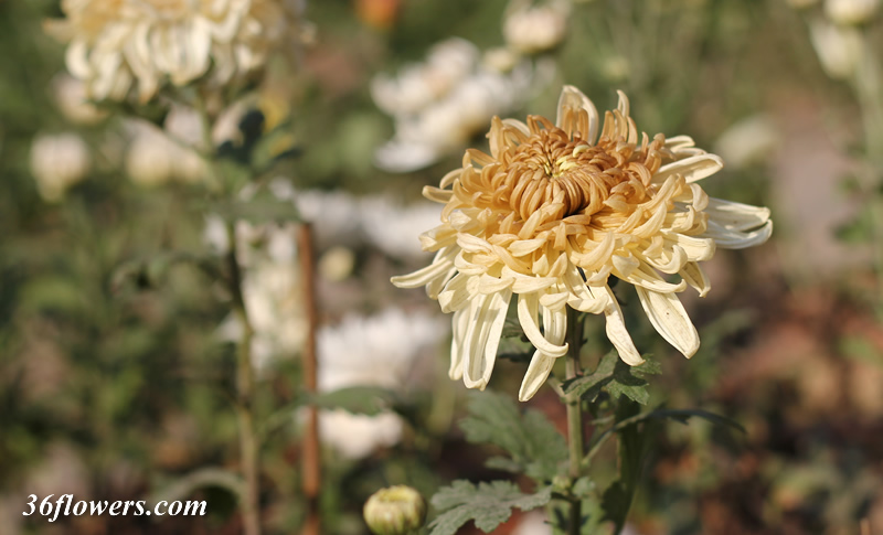 Brown chrysanthemum flower