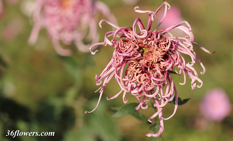 A purple chrysanthemum flower