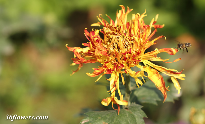 Yellow chrysanthemum
