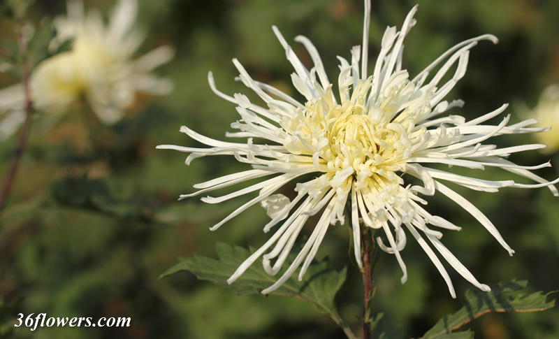 White chrysanthemum flower