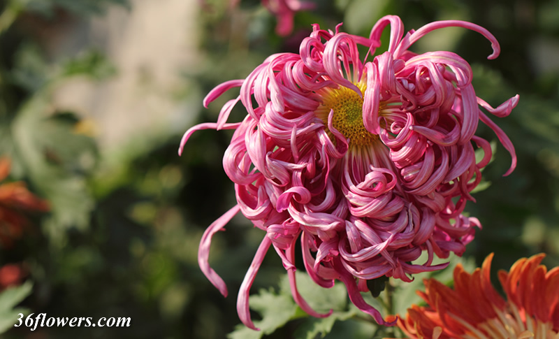 Pink chrysanthemum flower