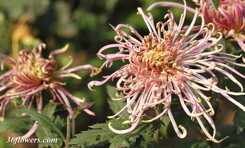 Purple chrysanthemum in full bloom