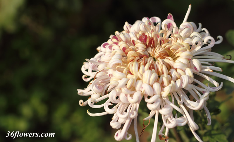Spider mums flower