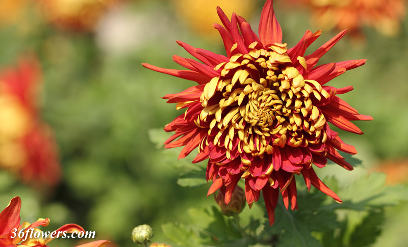 Single chrysanthemum