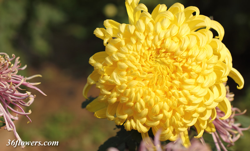 Yellow chrysanthemum
