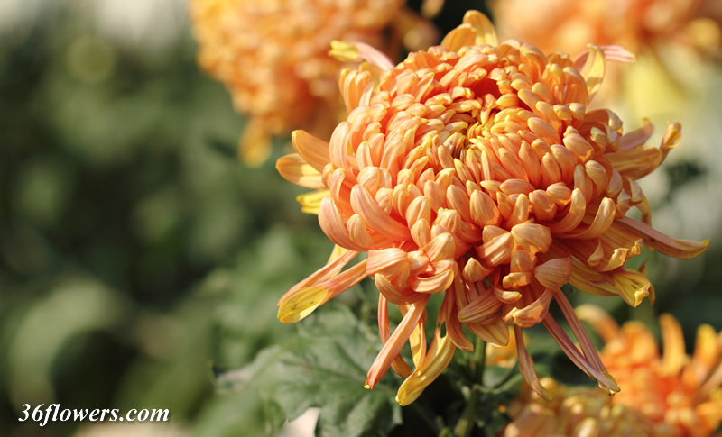 Orange chrysanthemum