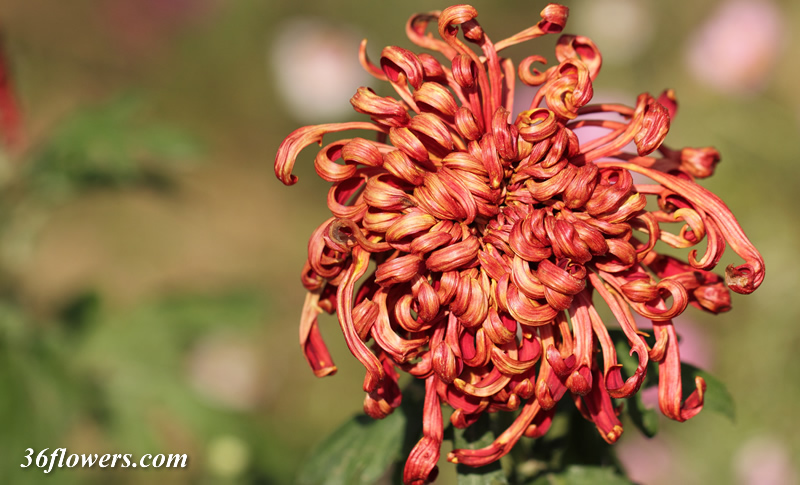 Red chrysanthemum flower