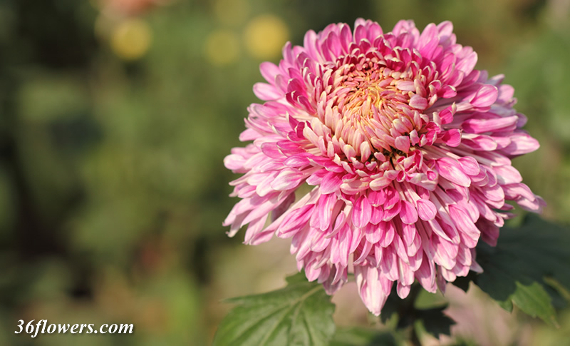 Pink chrysanthemum
