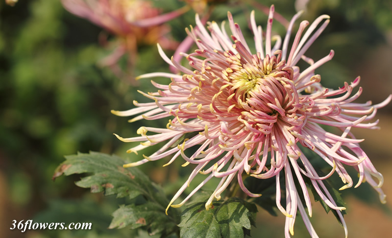 Purple chrysanthemum flower
