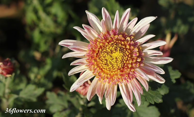 Beautiful chrysanthemum