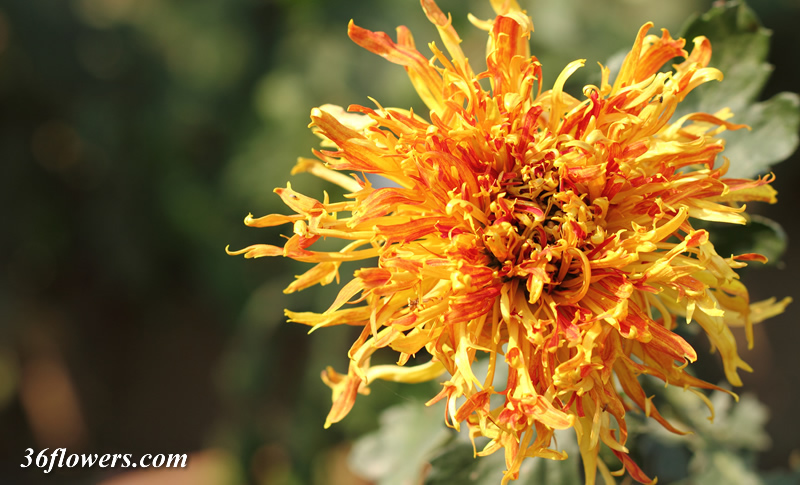 Golden chrysanthemum flower