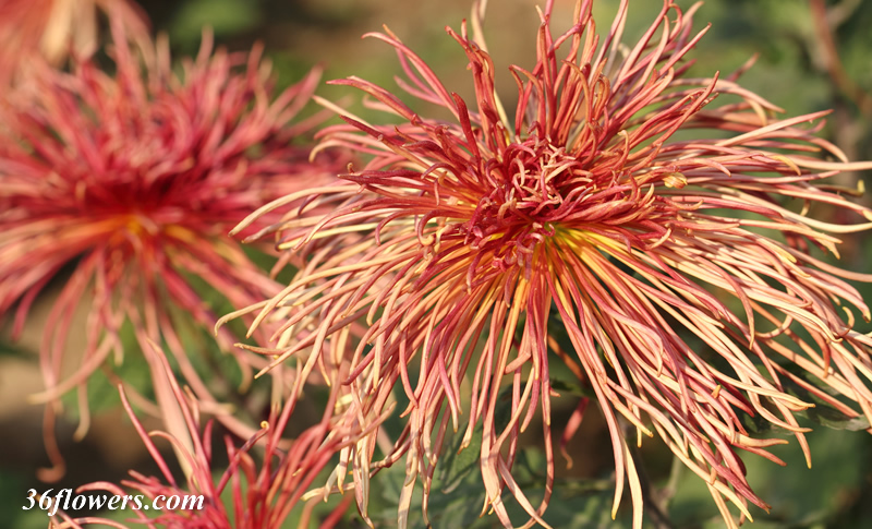 Red chrysanthemum flower