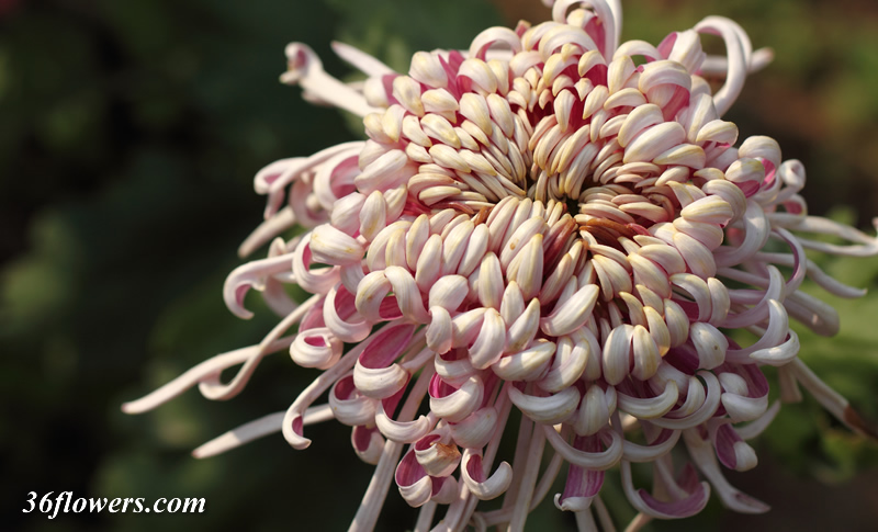 Chrysanthemum flower
