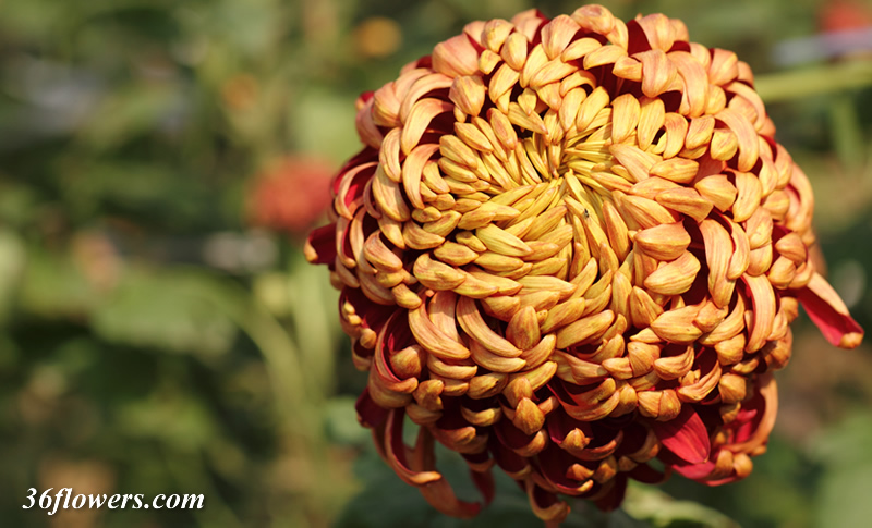 Chrysanthemum