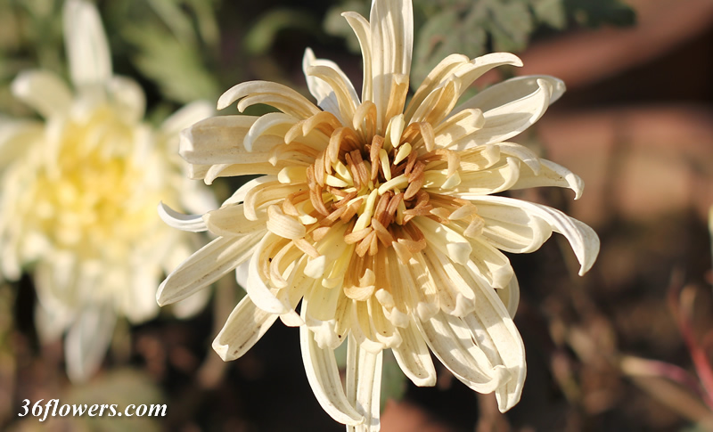 Brown chrysanthemum