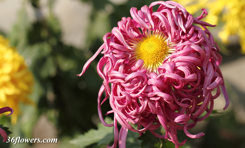 Pink chrysanthemum flower