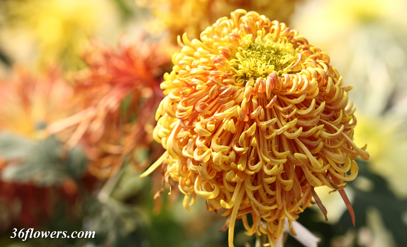 Beautiful chrysanthemum flower