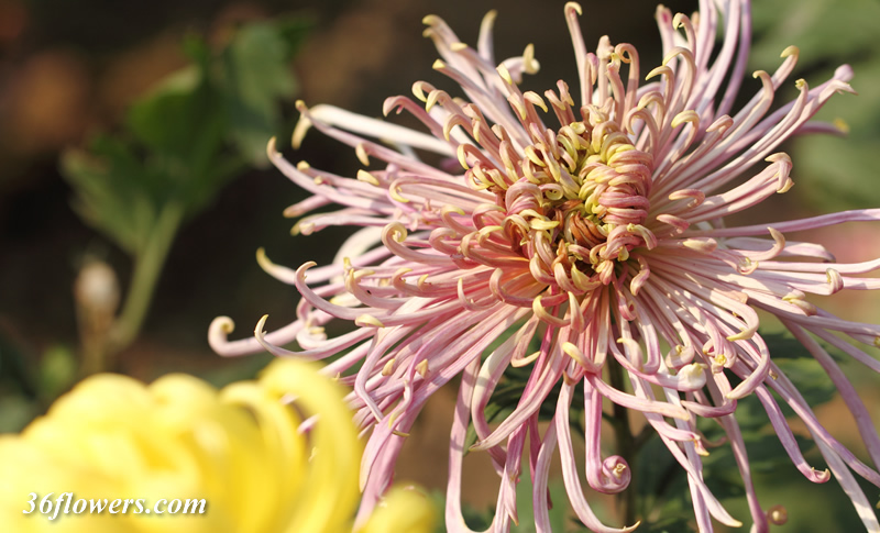 Purple chrysanthemum