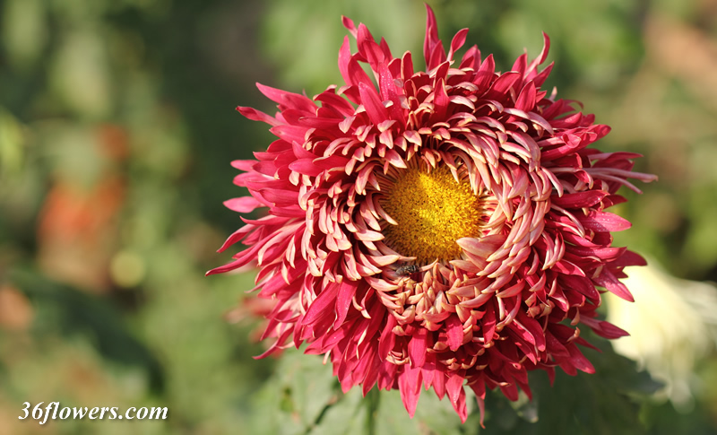 Red chrysanthemum flower