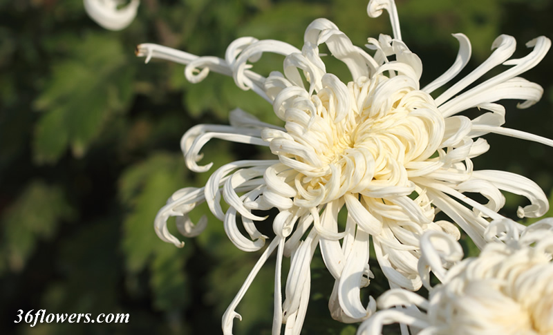 White chrysanthemum