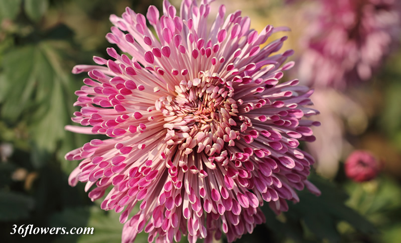 Pink chrysanthemum