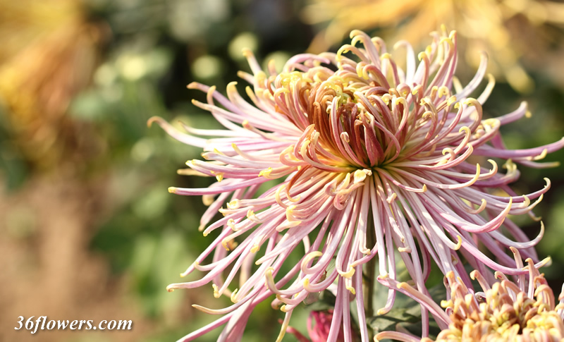 Purple chrysanthemum