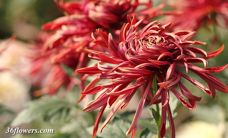 Red chrysanthemum