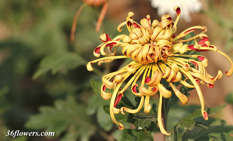 Red chrysanthemum