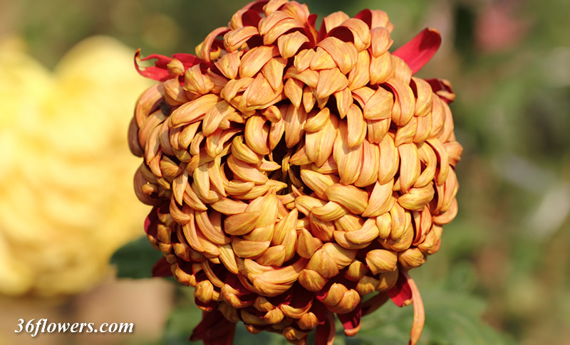 Orange chrysanthemum in full bloom
