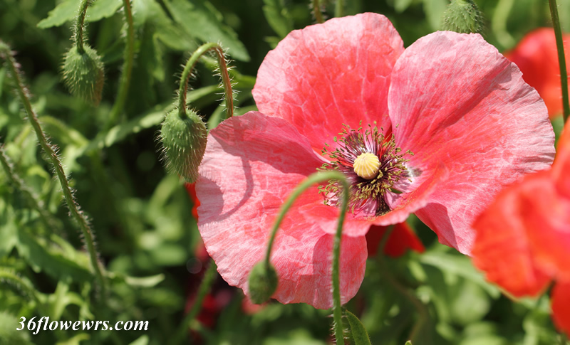 Corn poppy