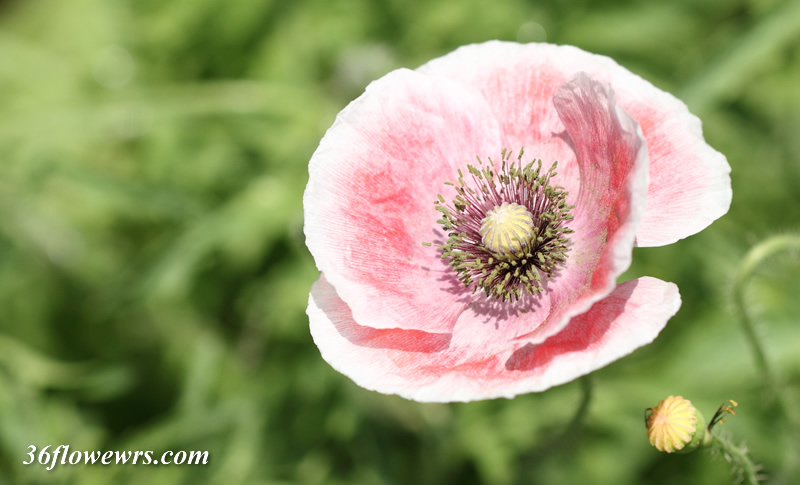 Corn poppy