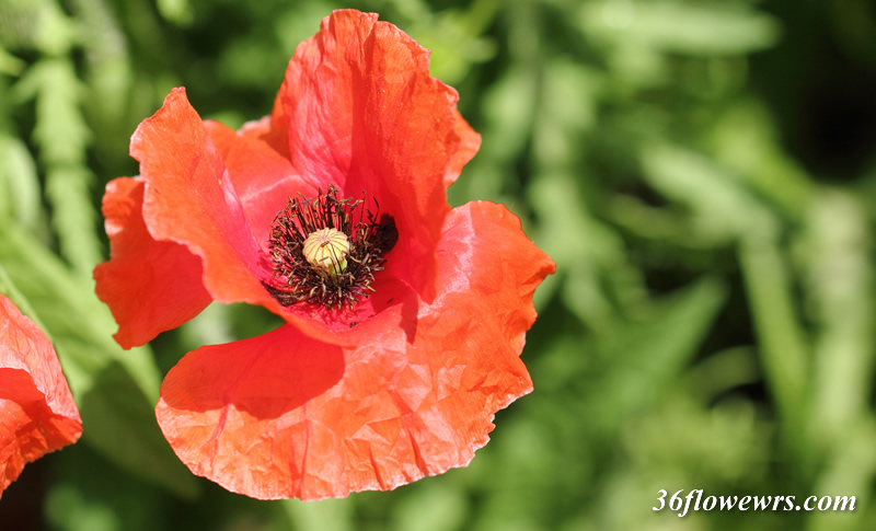 Corn poppy