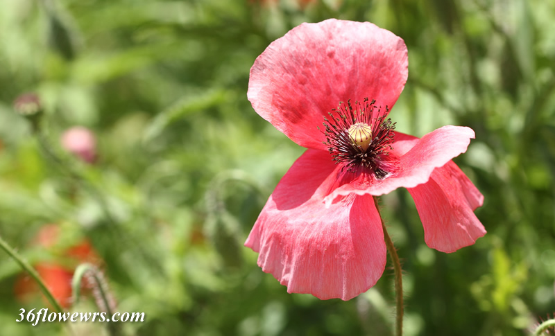 Corn poppy