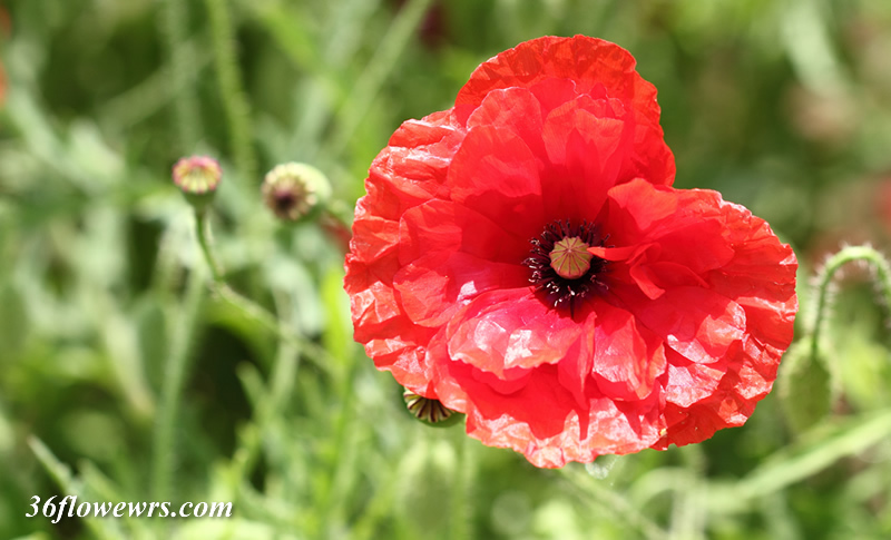 Corn poppy