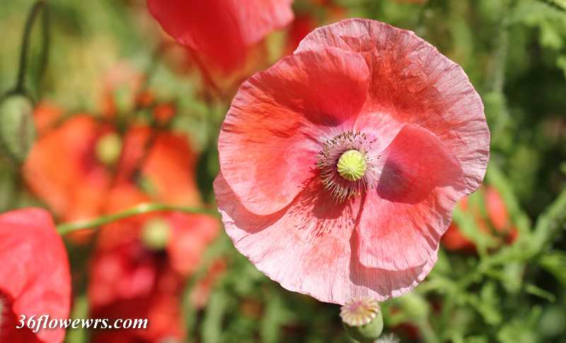 Corn poppy