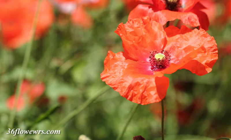 Corn poppy