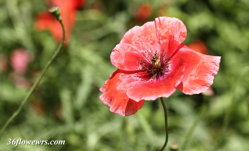 Corn poppy flower
